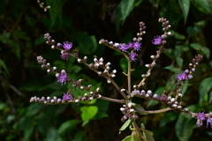 Cyrtocymura scorpioides
