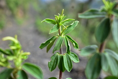 Peperomia galioides