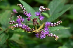 Cyrtocymura scorpioides