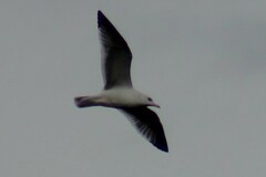 Larus delawarensis