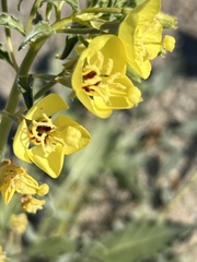 Chylismia