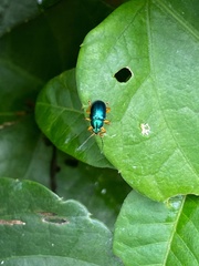 Nodocolaspis costipennis