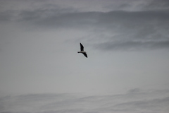 Larus delawarensis