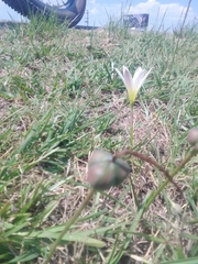 Zephyranthes mesochloa