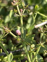 Fagonia pachyacantha