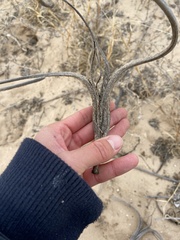 Proboscidea louisianica