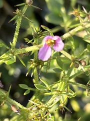 Fagonia pachyacantha