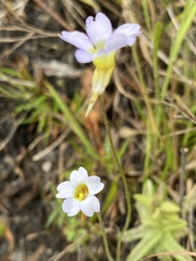 Pinguicula pumila