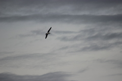 Larus delawarensis