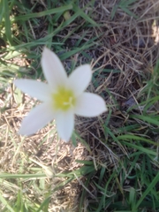 Zephyranthes mesochloa