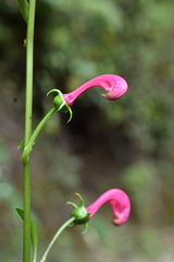 Centropogon urubambae