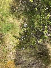 Leptospermum scoparium