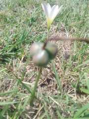 Zephyranthes mesochloa