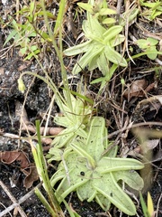 Pinguicula pumila