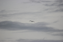 Larus delawarensis