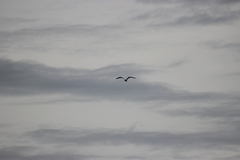 Larus delawarensis