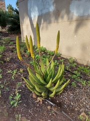 Aloe aculeata