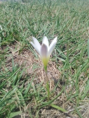 Zephyranthes mesochloa