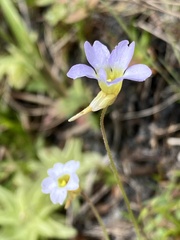 Pinguicula pumila