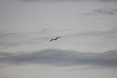 Larus delawarensis