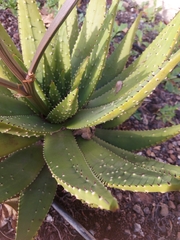 Aloe aculeata