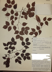 Dalbergia glaberrima subsp. ankaranensis image