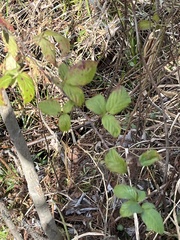 Rubus cuneifolius