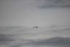 Larus delawarensis