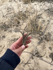 Proboscidea louisianica