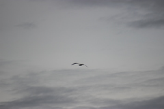 Larus delawarensis