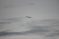 Larus delawarensis