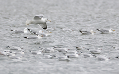 Larus cachinnans