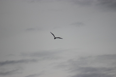 Larus delawarensis