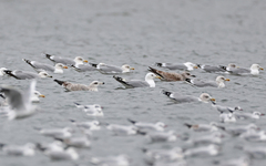 Larus cachinnans