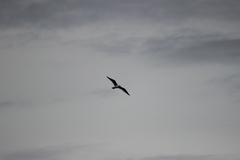 Larus delawarensis