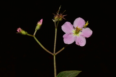 Chaetogastra incarum