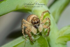 Menemerus semilimbatus