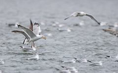 Larus cachinnans