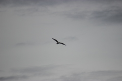Larus delawarensis