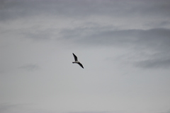 Larus delawarensis
