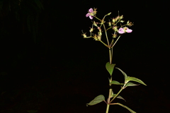 Chaetogastra incarum