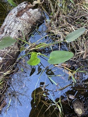 Pontederia cordata