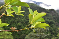 Primulaceae