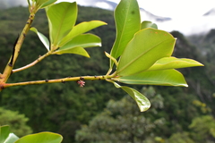 Primulaceae
