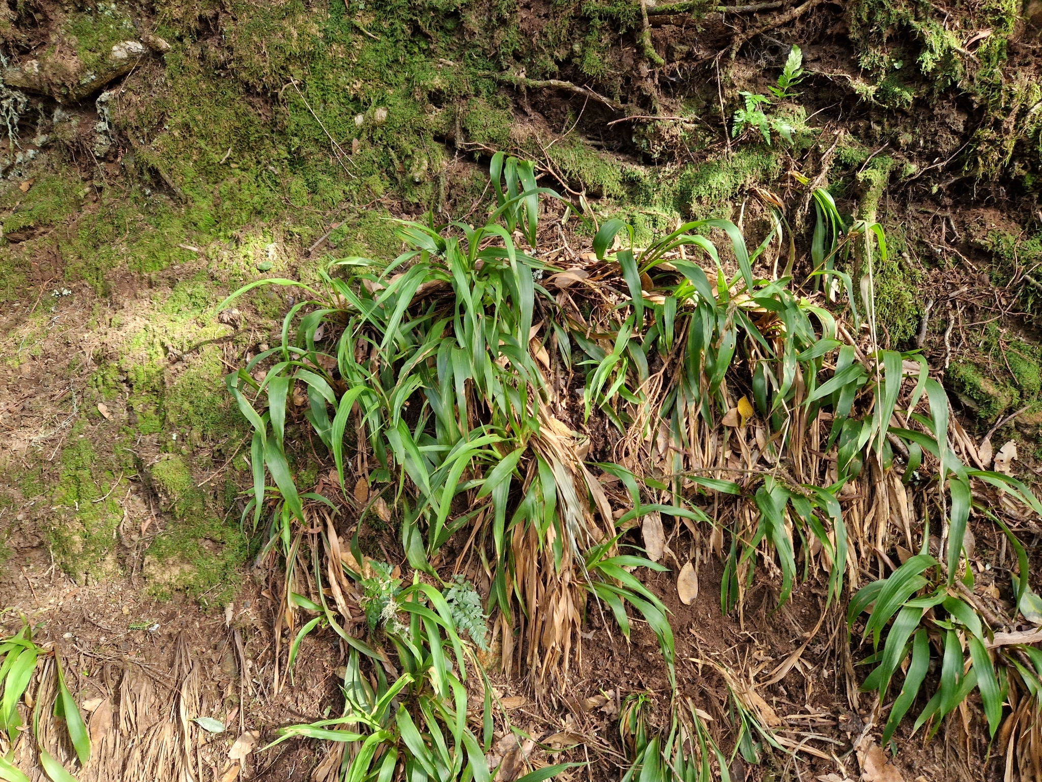 Luzula canariensis