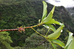 Primulaceae