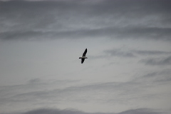 Larus delawarensis