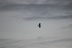 Larus delawarensis
