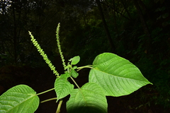 Acalypha diversifolia