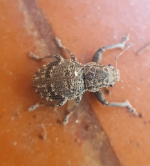 Pantomorus postfasciatus